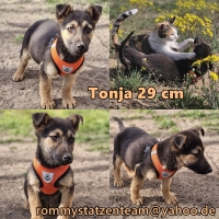 Tonja Collage
