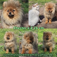 Chester Collage