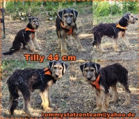 Tilly Collage neu