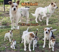 Mitchell Collage