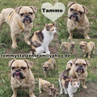 Tammo Collage
