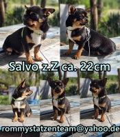 Salvo Collage