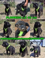 Flohkus Collage neu