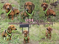 Ude Collage