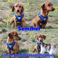 Semmel Collage