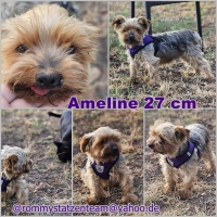 Ameline Collage
