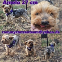 Amelo Collage