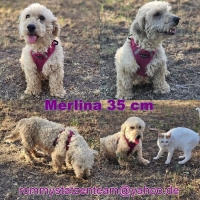 Merlina Collage