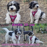 Amita Collage