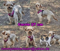 Carrie Collage