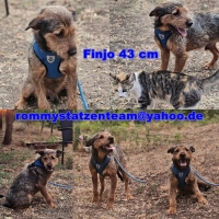 Finjo Collage