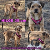 Hilge Collage