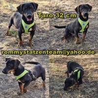 Taro Collage