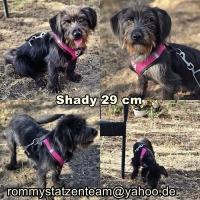 Shady Collage