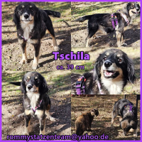 Tschila Collage