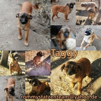 Taggy Collage