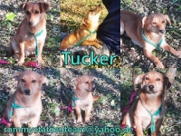 Tucker Collage