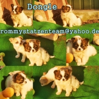 Dongle Collage