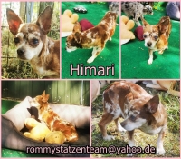Himari Collage