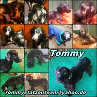 Tommy Collage