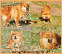 Ginger Collage