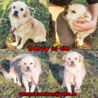 Darcy Collage