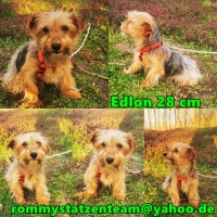 Edlon Collage