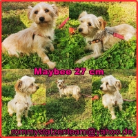 Maybee Collage