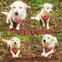 Windy Collage