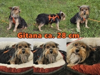 Gitana Collage