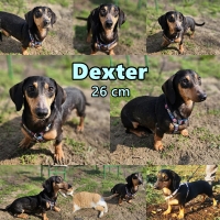 Dexter Collage