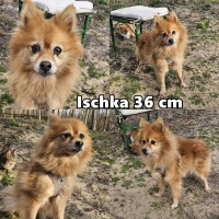 Ischka Collage