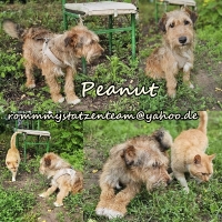 Peanut Collage