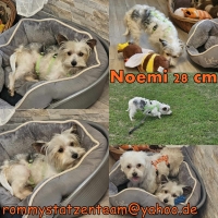 Noemi Collage