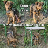 Ebba Collage