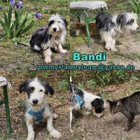 Bandi Collage neu