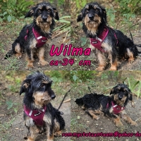 Wilma Collage