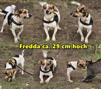 Fredda Collage