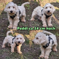 Peddi Collage