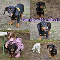 Lumpi Collage