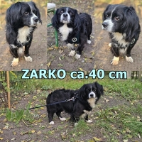 Zarko Collage