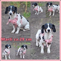 Marti Collage