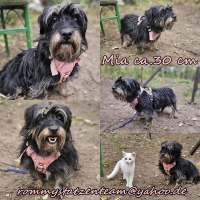 Mia Collage