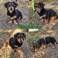 Timmi Collage