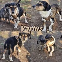 Varius Collage