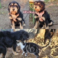 Wilka Collage2