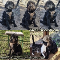 Caron Collage