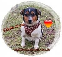 Cheffe3