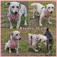 Kaydee Collage