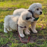 Isbert und Inari
